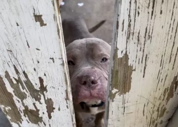 No Place to Call Home: Dog Spots Stranger on Bus and Follows him Along