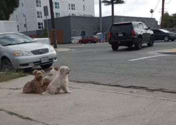 Abandoned But Not Alone: The Unbreakable Bond of Three Pups and Their Wait for Rescue