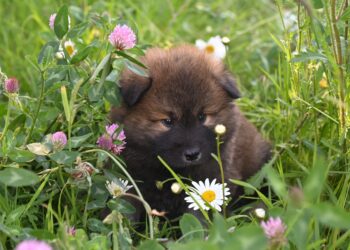 Unleashing Puppy Love: Our Journey with a New Fur Baby