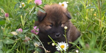 Unleashing Puppy Love: Our Journey with a New Fur Baby