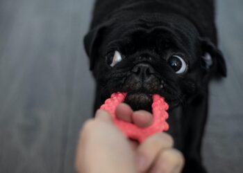 Common Health Problems in Pug Puppies: What to Watch For