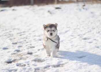 Husky Puppy Training: Unlocking the Arctic Charm with Obedience and Love