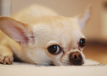 Chihuahua Puppy Training: Unleashing the Tiny Titan with Patience and Love