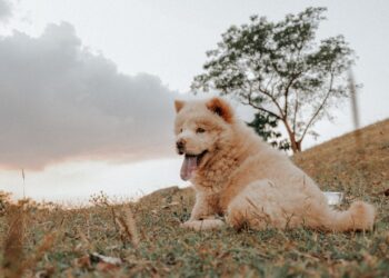 Chow Chow Puppy Training: Nurturing the Majestic Lion Dog with Patience and Respect