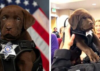 Newest K9 Recruits: One Sleepy Pup Adorably Fights Sleep During Swearing-In Ceremony