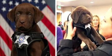 Newest K9 Recruits: One Sleepy Pup Adorably Fights Sleep During Swearing-In Ceremony