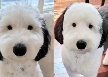 Meet Bayley, The Mini Sheepadoodle Turned Real-Life Snoopy Doppelganger