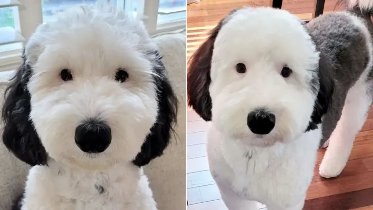 Meet Bayley, The Mini Sheepadoodle Turned Real-Life Snoopy Doppelganger ...