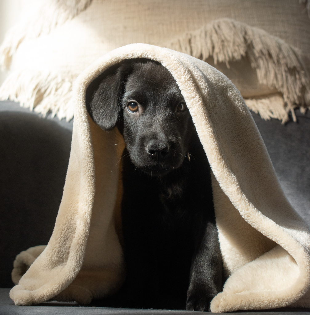 The Lab Report is Just in: How to Care for Your Labrador Puppy - Puppy ...