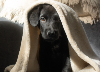 The Lab Report is Just in: How to Care for Your Labrador Puppy
