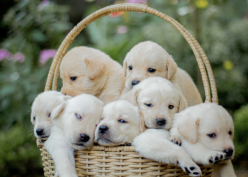 Teaching Tricks for your Lab