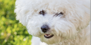 All About That Fluffy Life: The Path of a Healthy Bichon Frise Puppy