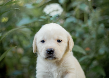Labrador Retriever Origin: From Fisherman’s Friend to Beloved Companion
