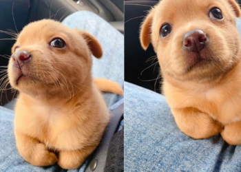 From Stray Pup to Adorable Construction Site Buddy
