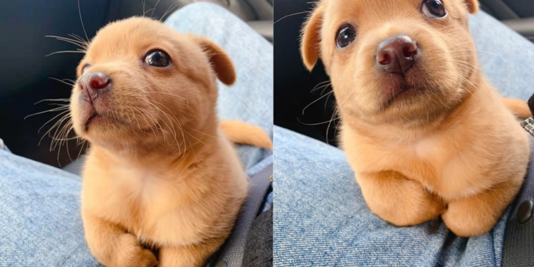 From Stray Pup to Adorable Construction Site Buddy