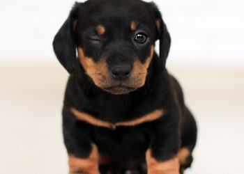 No ‘Short’ Cuts When Training Your Dachshund Puppy
