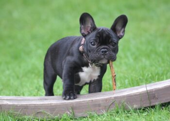 Parlez-vous Dog? Tips to train Your French Bulldog