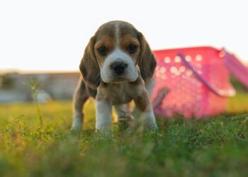 The Beagle Bunch: A Guide to a Healthier, Happier Beagle Puppy