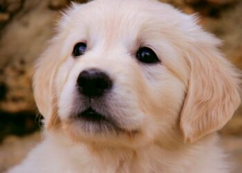 A Golden Handbook: Nurturing Your Golden Puppy to Health and Happiness