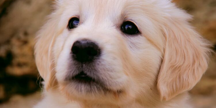 A Golden Handbook: Nurturing Your Golden Puppy to Health and Happiness