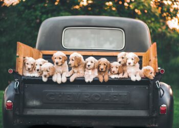 Unique Puppy Names from Around the World