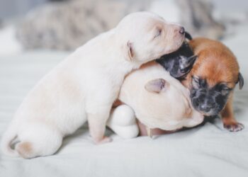 Pawsitively Precious: Top 10 Most Adorable Puppy Names