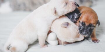 Pawsitively Precious: Top 10 Most Adorable Puppy Names