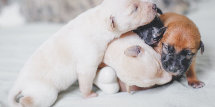 Pawsitively Precious: Top 10 Most Adorable Puppy Names