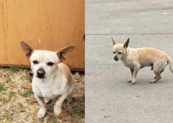 Puppy Refuses to Move Away From the Corner Where He Last Saw His Family