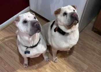 Couple Finds Out Their Newly Adopted Puppy Is The Lost Sibling of Their Dog