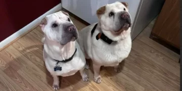 Couple Finds Out Their Newly Adopted Puppy Is The Lost Sibling of Their Dog