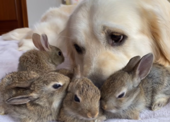 Charming Golden Retriever Believes He’s the Dad of Four Abandoned Bunnies