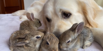 Charming Golden Retriever Believes He’s the Dad of Four Abandoned Bunnies
