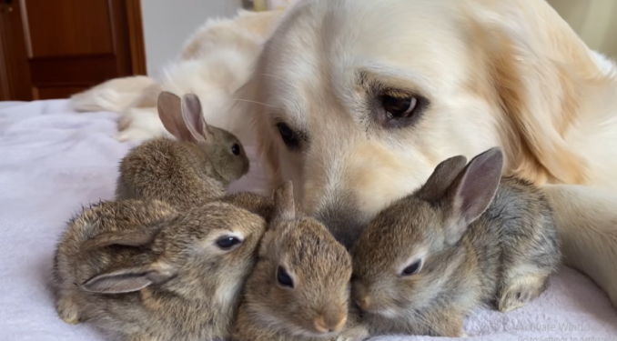 Charming Golden Retriever Believes He’s the Dad of Four Abandoned Bunnies