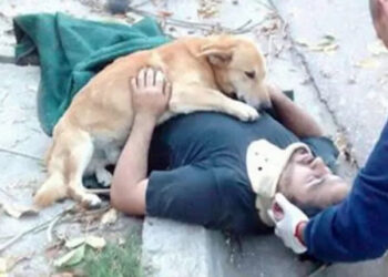 Loyal Dog Stays By Unconscious Owner’s Side Awaiting Paramedics
