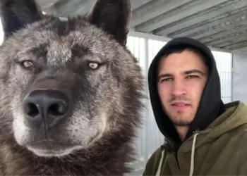Man Lives with the World’s Largest Wolf, Caring for Him Like a Domestic Pup