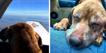 Pilot Flies Terminal Dog 400 Miles To Tnsure Her Final Moments Are With a Caring Family.