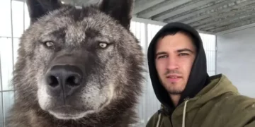 Man Lives with the World’s Largest Wolf, Caring for Him Like a Domestic Pup