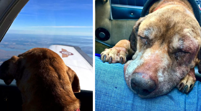 Pilot Flies Terminal Dog 400 Miles To Tnsure Her Final Moments Are With a Caring Family.