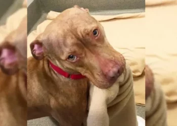 Rejected Shelter Pitbull Neatly Arranges His Bed, Hoping to Find a Loving Home