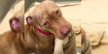 Rejected Shelter Pitbull Neatly Arranges His Bed, Hoping to Find a Loving Home
