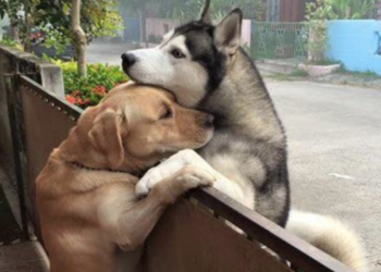 Lonely Dog Escapes Backyard in Search of a Hug from His Friend