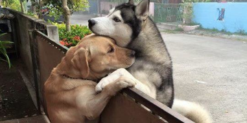 Lonely Dog Escapes Backyard in Search of a Hug from His Friend