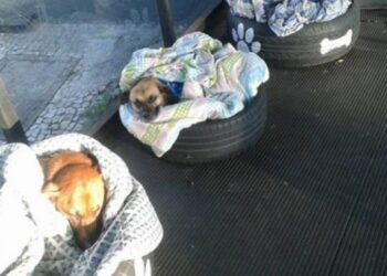 Bus Station Welcomes Stray Dogs with Special Beds to Shield Them from the Cold