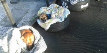 Bus Station Welcomes Stray Dogs with Special Beds to Shield Them from the Cold