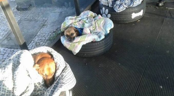 Bus Station Welcomes Stray Dogs with Special Beds to Shield Them from the Cold