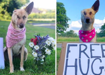 Despite Being Shot 17 Times While Expecting, This Dog Triumphs, Secures a Loving Home, and Earns Recognition as a Therapy Dog.