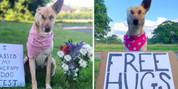 Despite Being Shot 17 Times While Expecting, This Dog Triumphs, Secures a Loving Home, and Earns Recognition as a Therapy Dog.