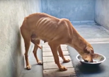 Guard Dog Deemed ‘Failed’ Has Her Final Meal, Yet Vet Couldn’t Put Her Down