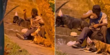 Homeless Man Spotted Organising a Birthday Party for His Dogs